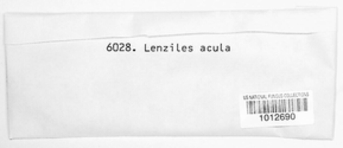 Cellulariella acuta image